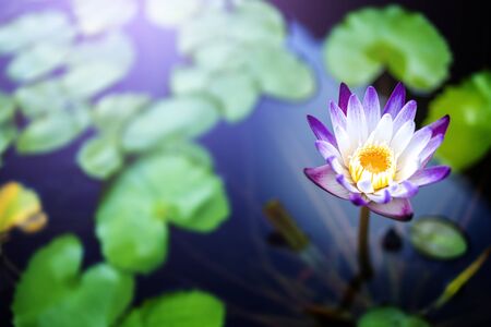 Blue lotus flowers or waterlily in the pond giving a feeling calm. It is a flower native to asia.の写真素材