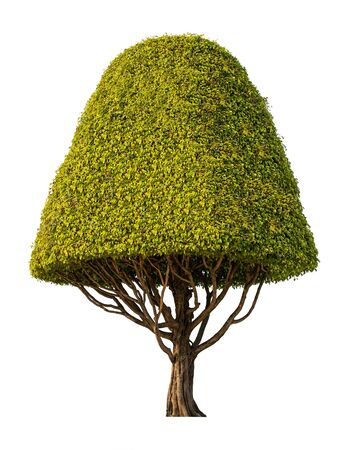 A small bush tree for decorating the garden. isolated on white background. with clipping paths.の写真素材