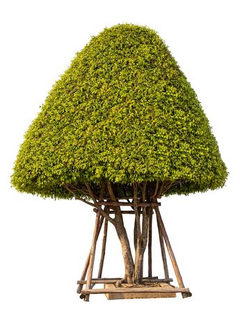 A small bush tree for decorating the garden. isolated on white background. with clipping paths.の写真素材