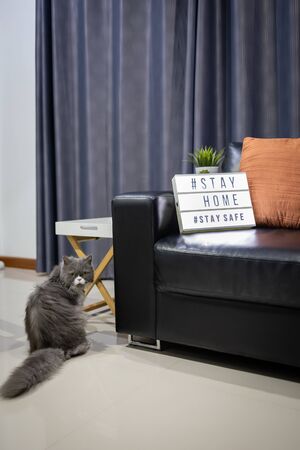 Lightbox sign with text hashtag #STAY HOME and #STAY SAFE on the sofa with Gray persian cat. COVID-19. Stay home safe concept.の写真素材
