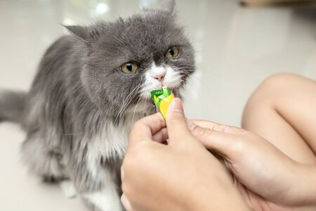 Gray persian cat is eating delicious snacks. The hand of the woman who was feeding the cat.の写真素材