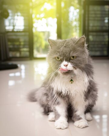 Gray persian cat licking face. After eating full.の写真素材