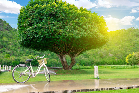 Vintage Bicycle on rainy season landscape with big tree mountain and blue sky background.の写真素材