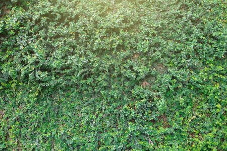 Green plant wall texture for background. Coatbuttons or Mexican daisy.の写真素材