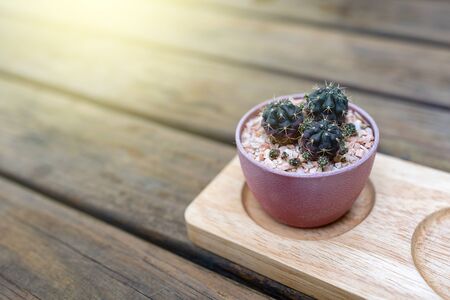 Cactus pot on a wooden tray on vintage wooden table.の写真素材