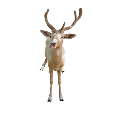 Young beautiful sika deer isolated on white background. Deer tongue out.の写真素材