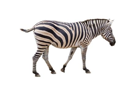 Beautiful zebra isolated on white background.の写真素材