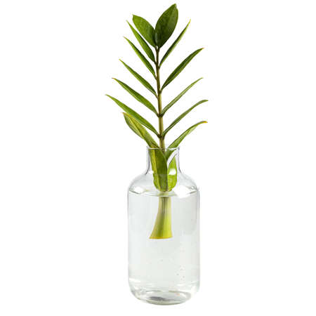 Zanzibar Gem tree in clear glass bottle, Air purifier tree for planting in the house isolated on white background.の写真素材