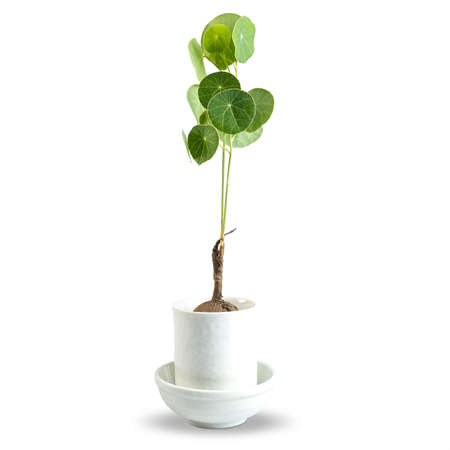 Ceramic cofee mug on a wooden hanger, isolated on a white background. with clipping paths.の写真素材