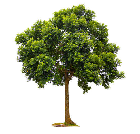 isolated beautiful tree on white background. A tree with full green leaves. with clipping paths.の写真素材