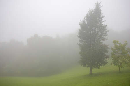 Forest in the mist as a background. Beautiful natural landscape in the rainy season.の写真素材