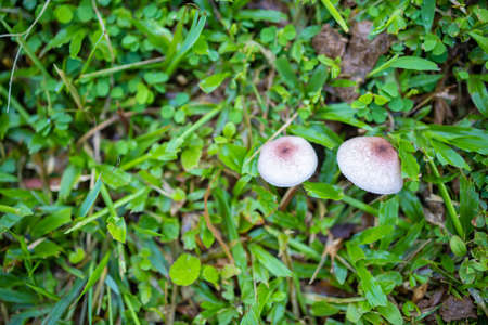 Top view of two mushrooms growing on green grass.の写真素材