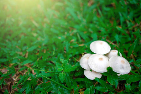 Hight angle view of mushrooms growing in the green grass.の写真素材