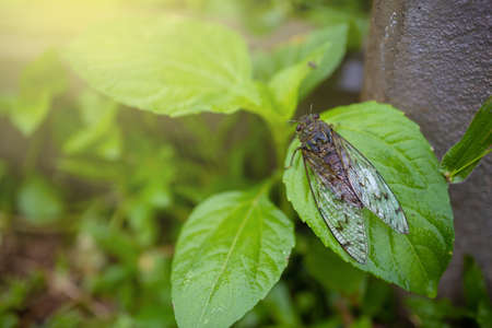 cicada perched on Leaf after rain on green background.の写真素材