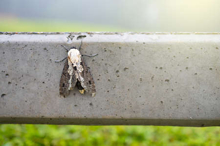 The moth perched on a mortar fence on green background.の写真素材