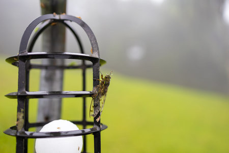 cicada perched on a lamp after rain on green background.