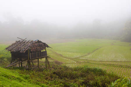 Beautiful view of terraced rice field in thailand.の写真素材