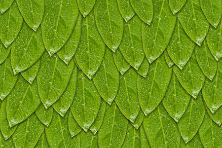 Green leaves with water drop pattern background, Natural background and wallpaper.の写真素材