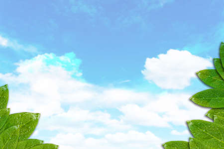 Green leaf frame isolate on blue sky background.の写真素材