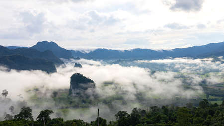 Misty foggy mountain landscape with fir forest and copyspace.の写真素材