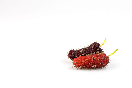 Fresh red mulberrie and black mulberrie isolated on white background.の写真素材