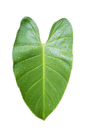 Bon leaves with water drop isolated on white background. With Clipping Path.の写真素材