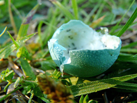 Broken robin egg covered with morning dew
