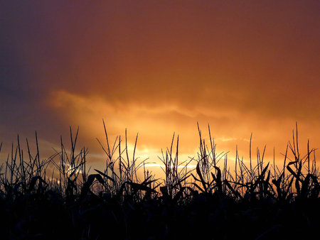 Cornfield silhouette at sunsetの写真素材