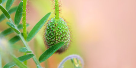 Green field poppy bud close-up with soft focus on a green-pink background. Macro of a flower with copy space. Natural background.の写真素材