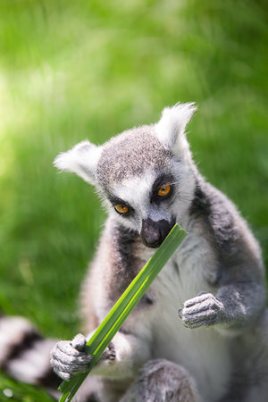 Catta. Ring- tailed lemur. Animal of the island of Madagascar. Vertical photo with copy spaceの写真素材