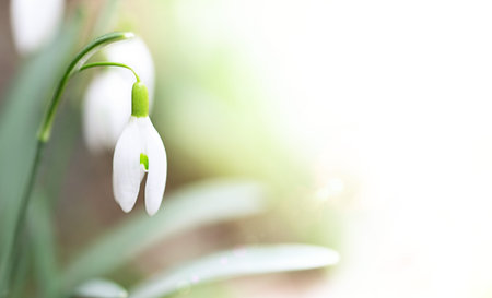 White snowdrop in defocus. The first spring flowers. Copy spaceの写真素材