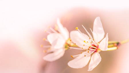 Cherry blossoms. Two sakura flowers closeup in defocus on a pale pink background. Blooming gardens. Blurred background. Macro shot. Copy spaceの写真素材