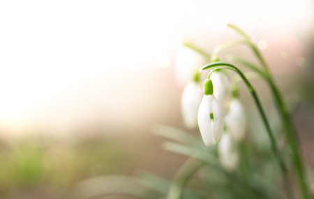 White snowdrop in defocus. Galanthus. The first spring flowers. Spring background. Copy space.の写真素材
