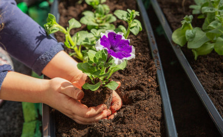 Petunia flower in children's hands. Planting balcony flowers.の写真素材