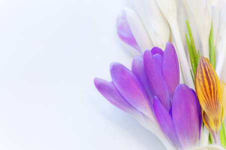 Holiday floral background - first spring flowers crocuses close up with copy space.の写真素材