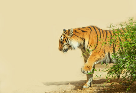 A Siberian or Amur tiger stands sideways with a raised paw on a light yellow background with copy space. Wild cat in its natural habitat. A dangerous wild animal of the taiga of Russia, northeastern China and North Korea.の写真素材