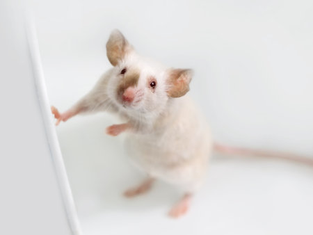 A white domestic mouse stands on its hind legs, a portrait of a decorative mouse on a white background with copy . Pet -Fancy mouse. Freedom.の写真素材