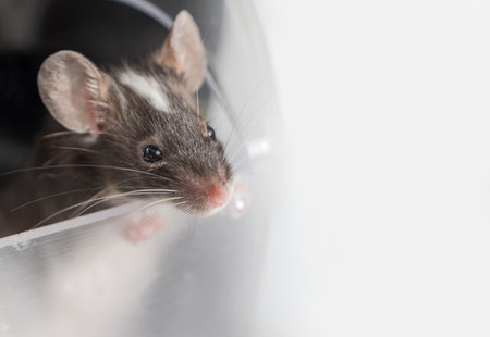 Close-up portrait of the muzzle of a domestic brown mouse on a white background with copy space . Curious animal. A pet.の写真素材