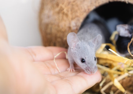 A small gray domestic mouse sits on a persons hand. Contact and interaction between humans and animals. Caring for pets.Fancy mouseの写真素材