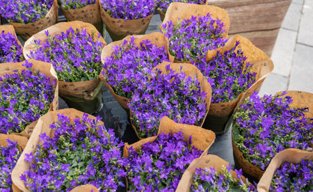 Selling flowers Campanula portenschlagiana, Dalmatian bluebell packed in paper packaging. Balcony...