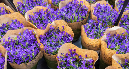 beautiful blue flowers of Campanula portenschlagiana and Aubrieta in a flower bedの写真素材