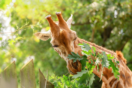 giraffe eating green leaves, african animal with long neckの写真素材