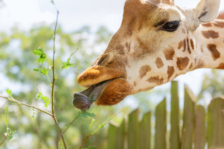 The giraffe rips green leaves off with its tongue. Long blue tongue giraffesの写真素材