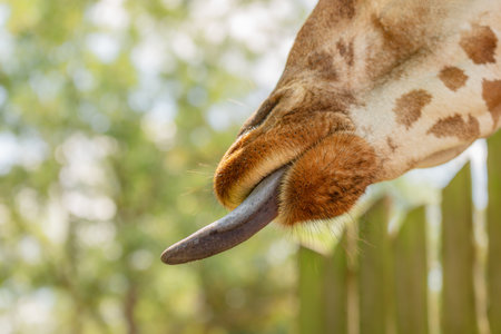 Close-up of a giraffes tongue against a background of green leaves, an organ of taste in animals. Giraffe with a long tongue one of worlds largest animalsの写真素材