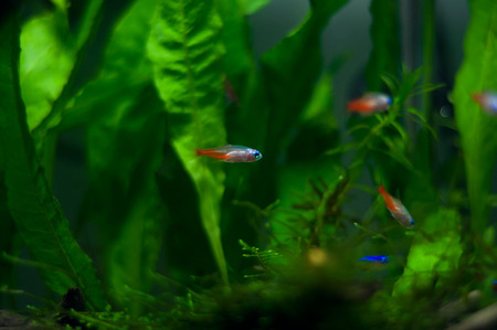 Tricolor lamp fishの写真素材