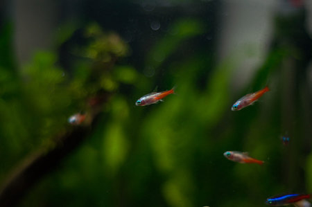 Tricolor lamp fish