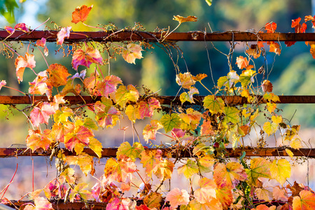 fenceの写真素材