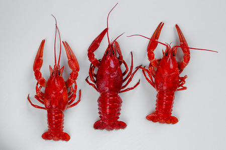 Three cooked red crayfish or crawfish on white background. Food minimalism conceptの写真素材