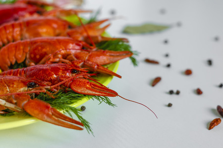 Boiled red crayfish or crawfish with dill herbs on white background. Close up. Crayfish party, restaurant, cafe, pub menu. Copy spaceの写真素材
