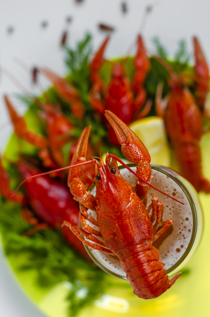 Crayfish or crawfish on the top of the glass of beer. Copy space. Snacks fot the party.の写真素材